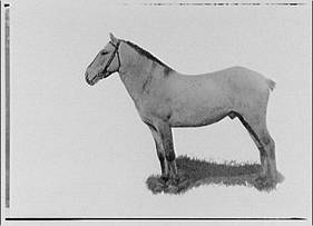 Norweigenponydunoldtype